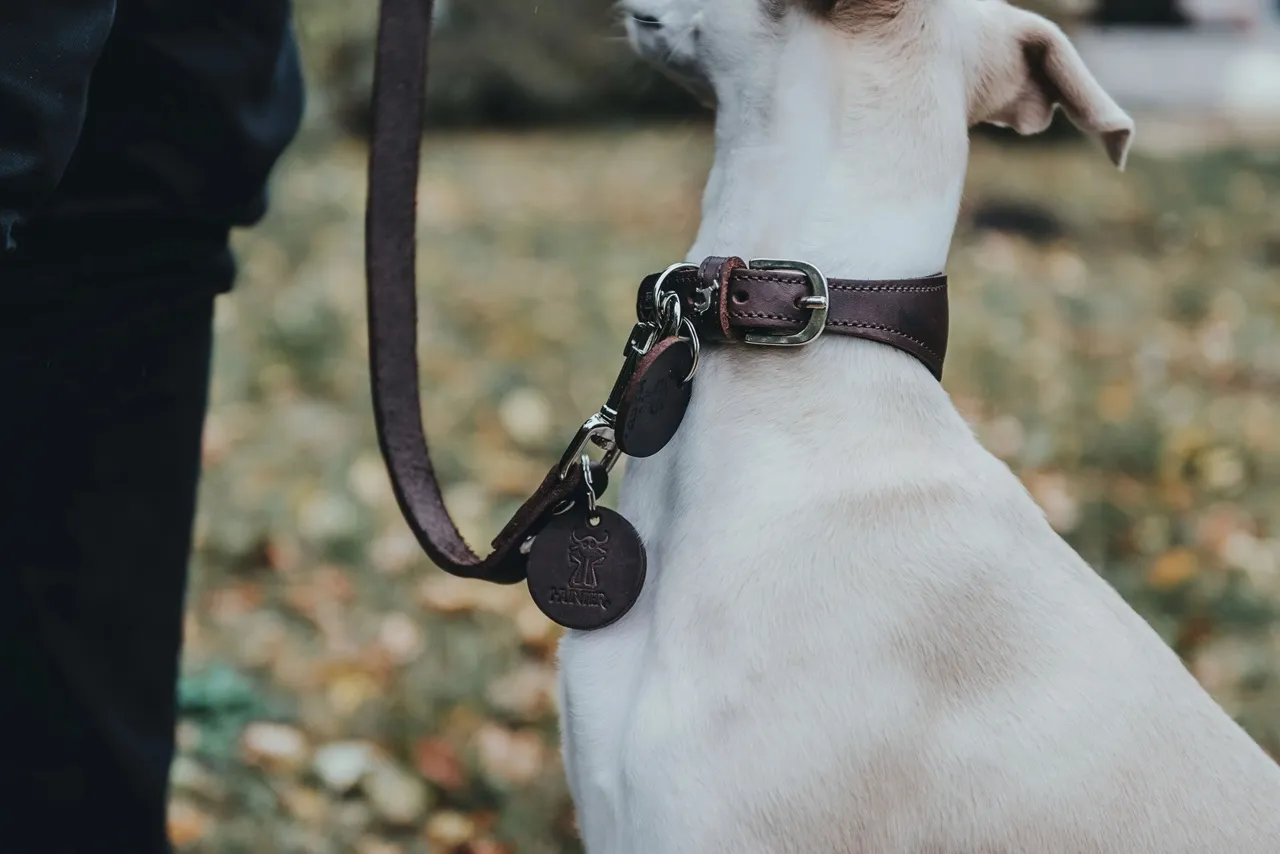 Hunter Aalborg Førerline til Hund Mørkebrun 16/100